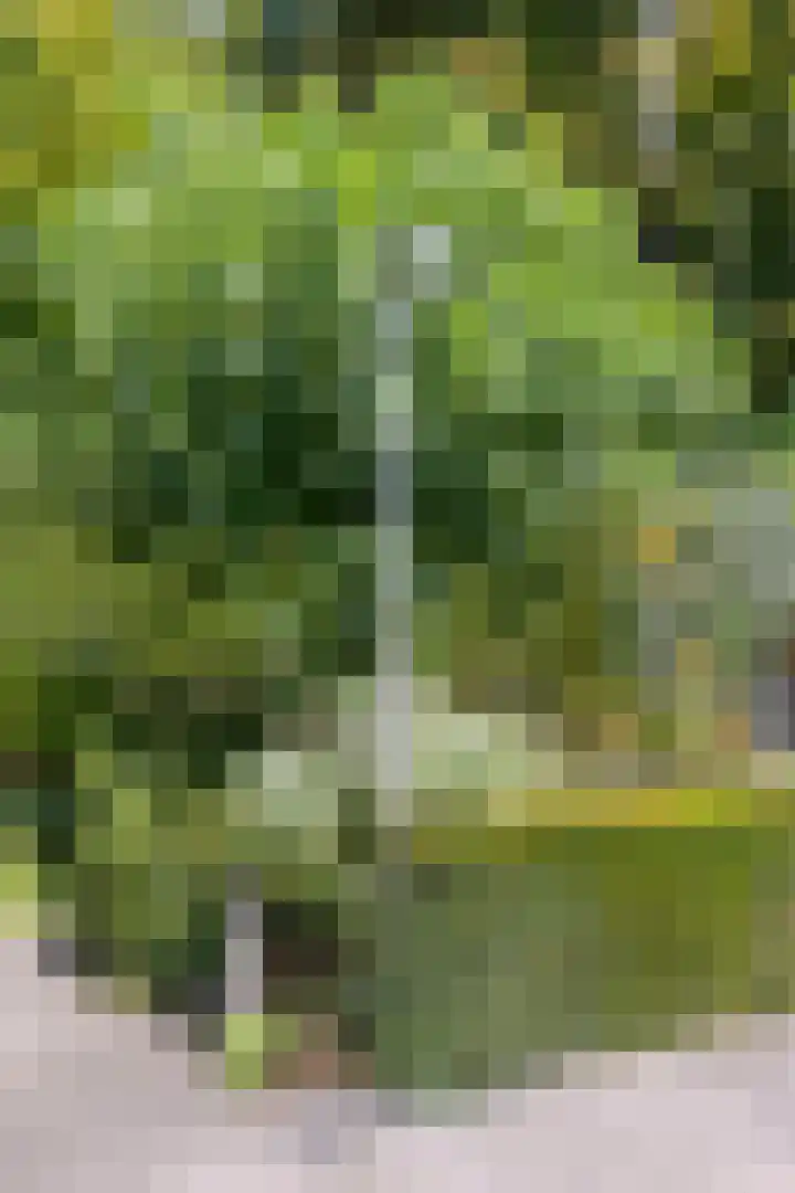Ministerlaan 44 Eindhoven thumbnail 81