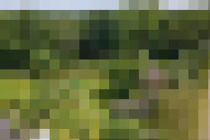 Minkeloos 77 Hoogblokland thumbnail 32