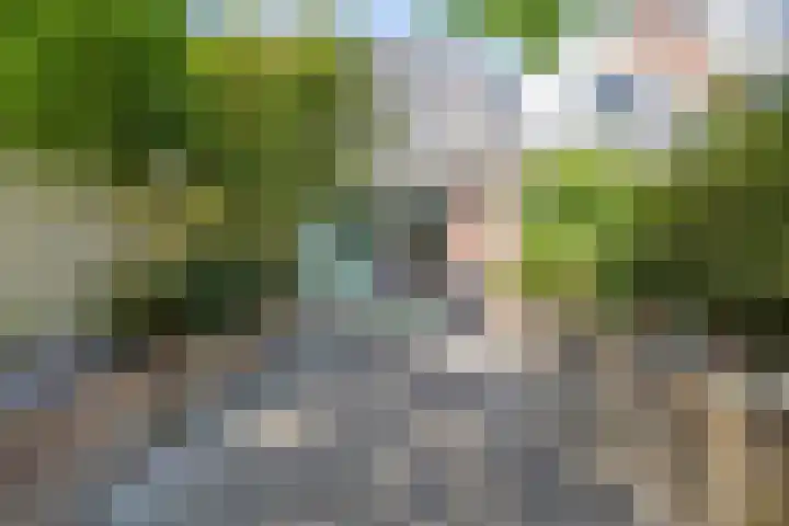 Minoes erf 37 Capelle aan den IJssel thumbnail 16