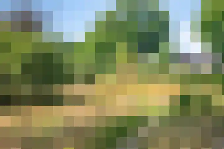 Mira 5 J Veldhoven thumbnail 39