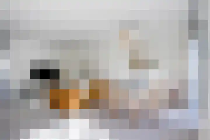 Mirembelaan 21 Bergen (NH) thumbnail 5