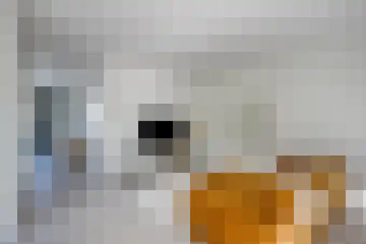 Mirembelaan 21 Bergen (NH) thumbnail 7
