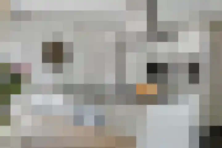 Mispelgaarde 2 Dongen thumbnail 19