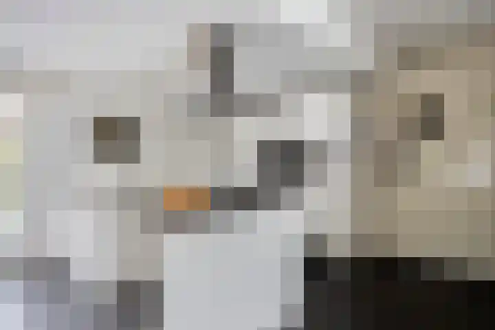 Mispelgaarde 2 Dongen thumbnail 20
