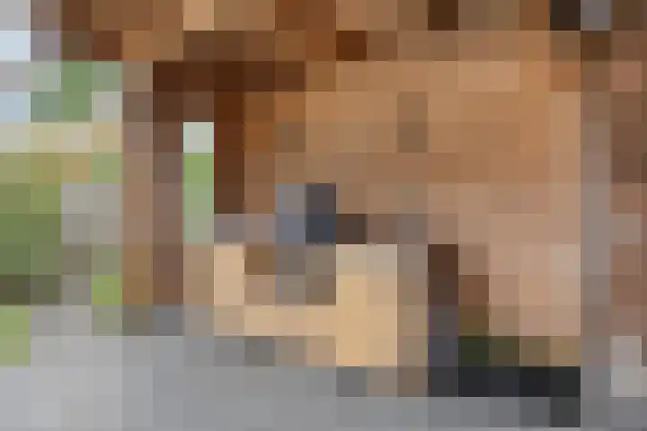 Mispelgaarde 2 Dongen thumbnail 50