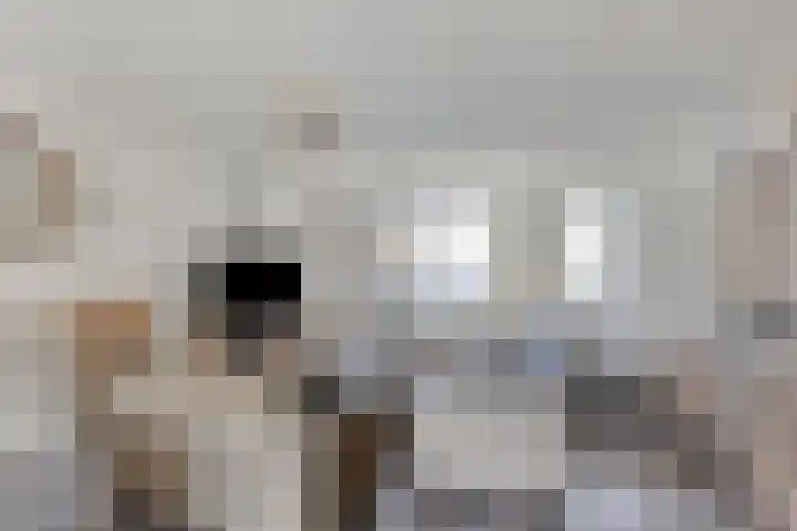 Misse 7 Gemert thumbnail 11