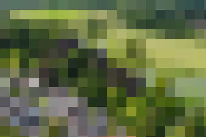 Misterstraat 5 Bredevoort thumbnail 10