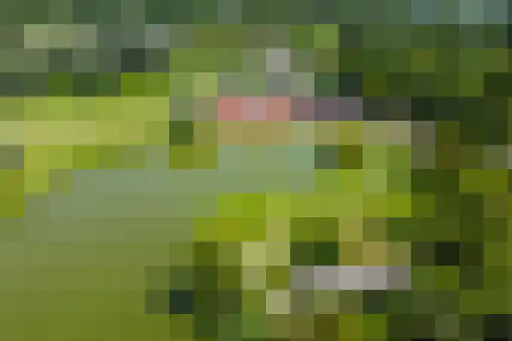 Misterstraat 5 Bredevoort thumbnail 12