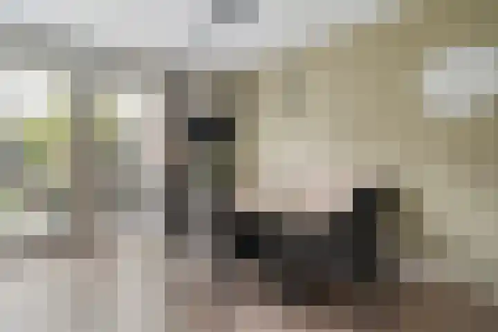 Mittendorffwerf 53 Dedemsvaart thumbnail 16