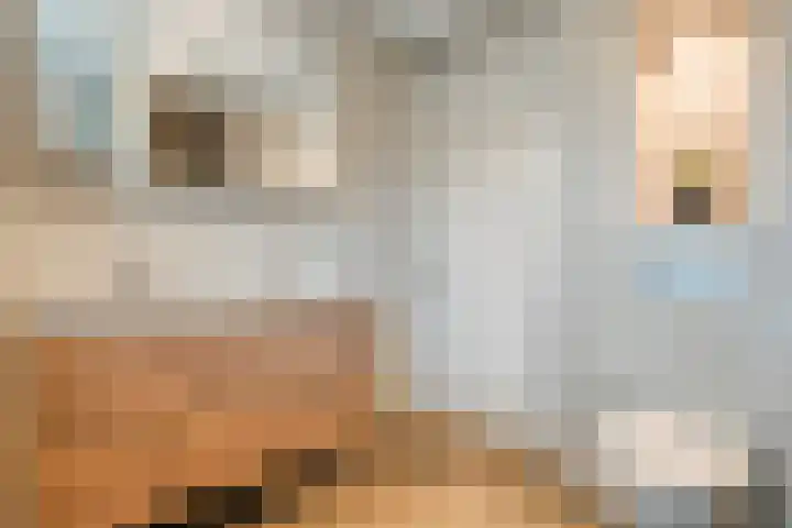 Mittendorffwerf 53 Dedemsvaart thumbnail 26