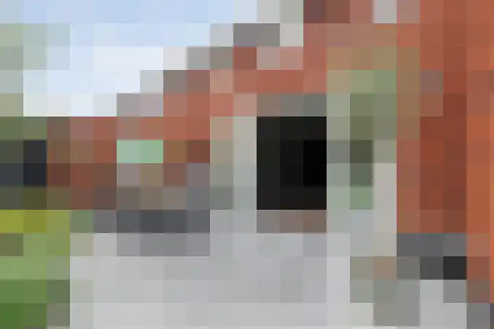 Mittendorffwerf 53 Dedemsvaart thumbnail 37