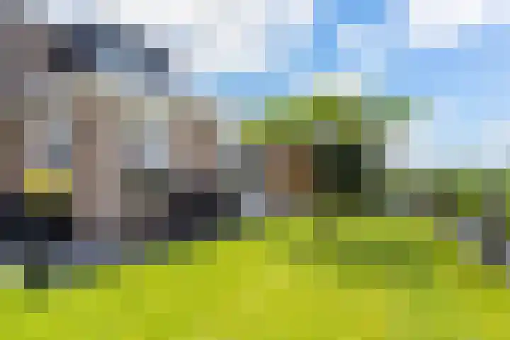 Moark 29 Feanwâlden thumbnail 72