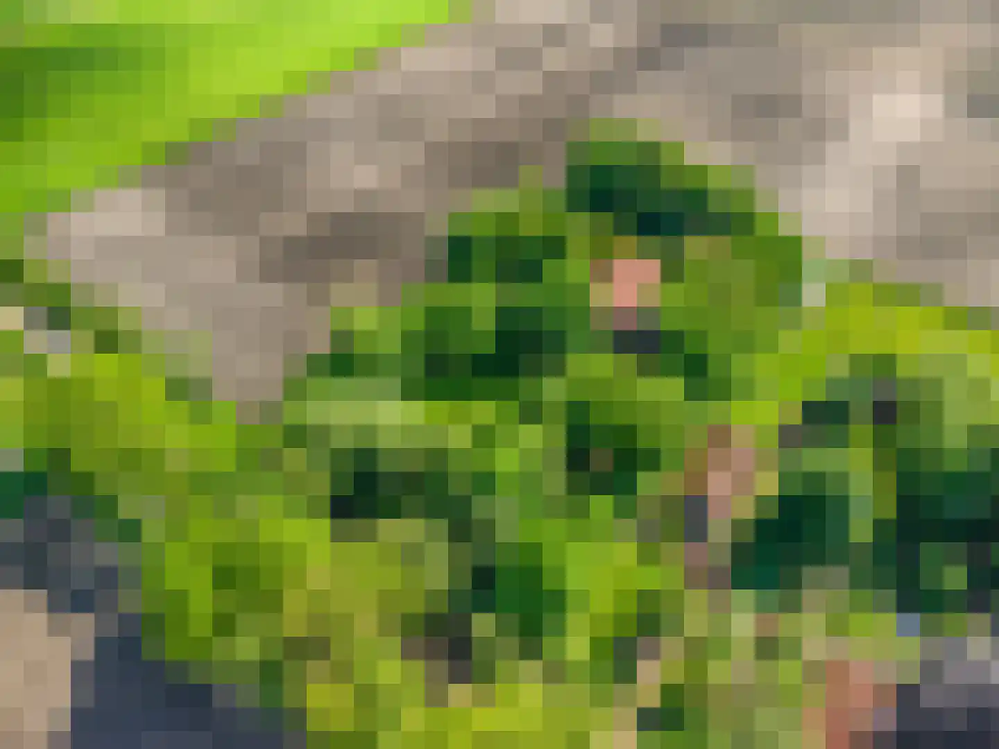 Moddermanspad 4 Bourtange thumbnail 6
