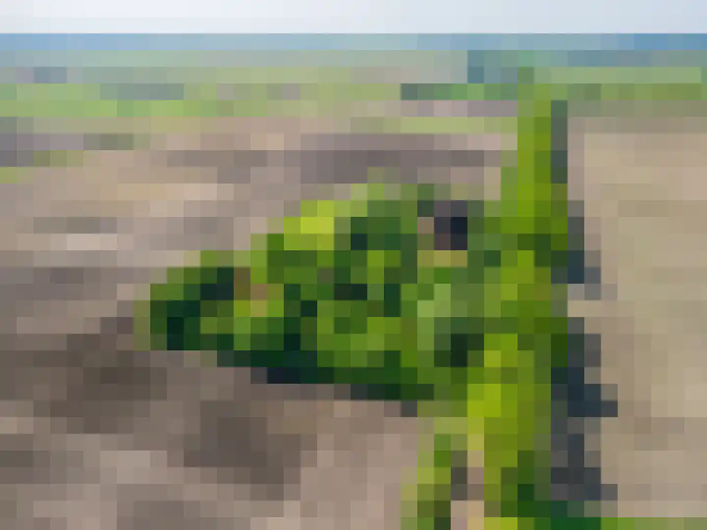 Moddermanspad 4 Bourtange thumbnail 8