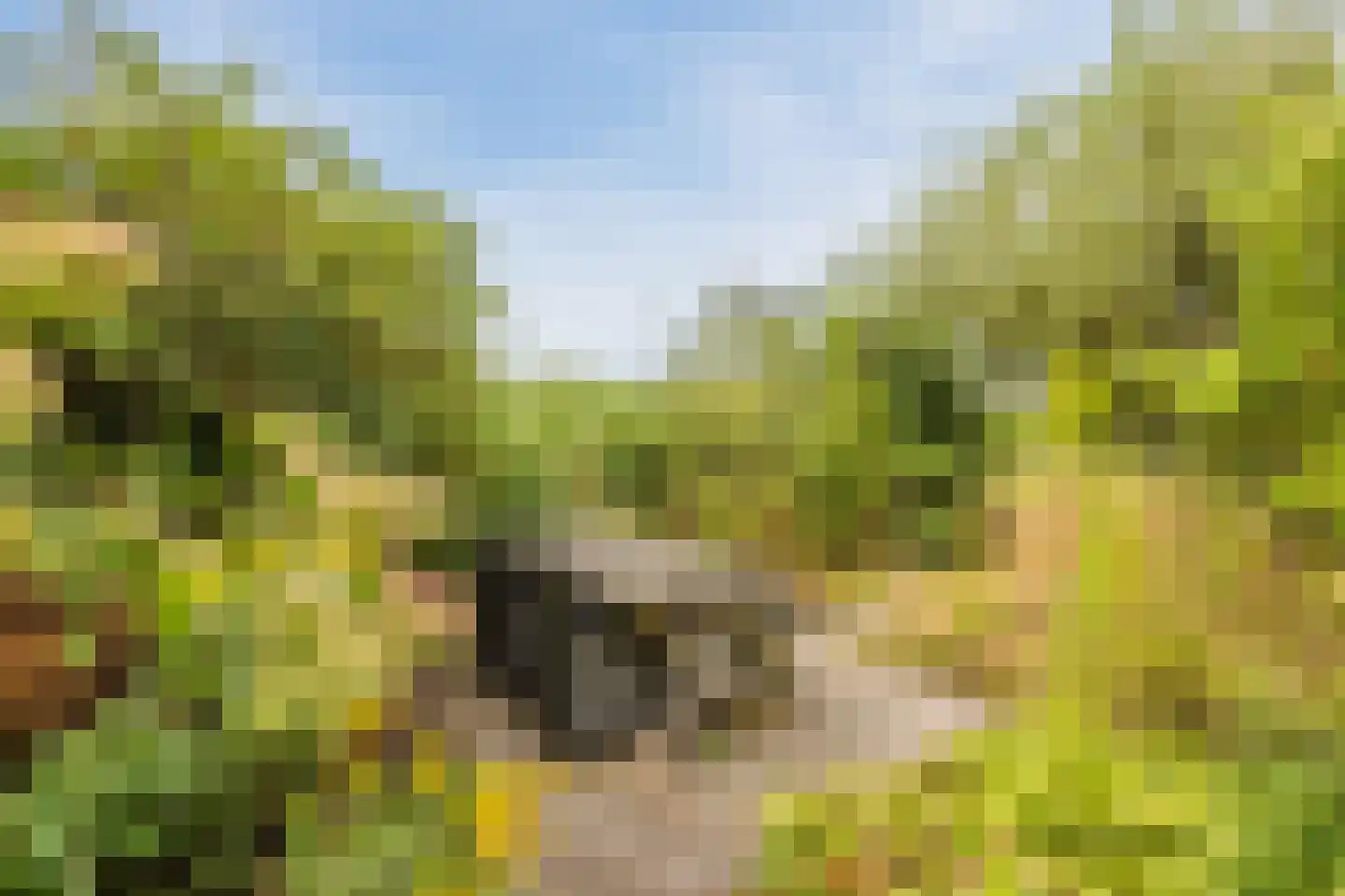 Modderwijk 5 Noordscheschut thumbnail 63