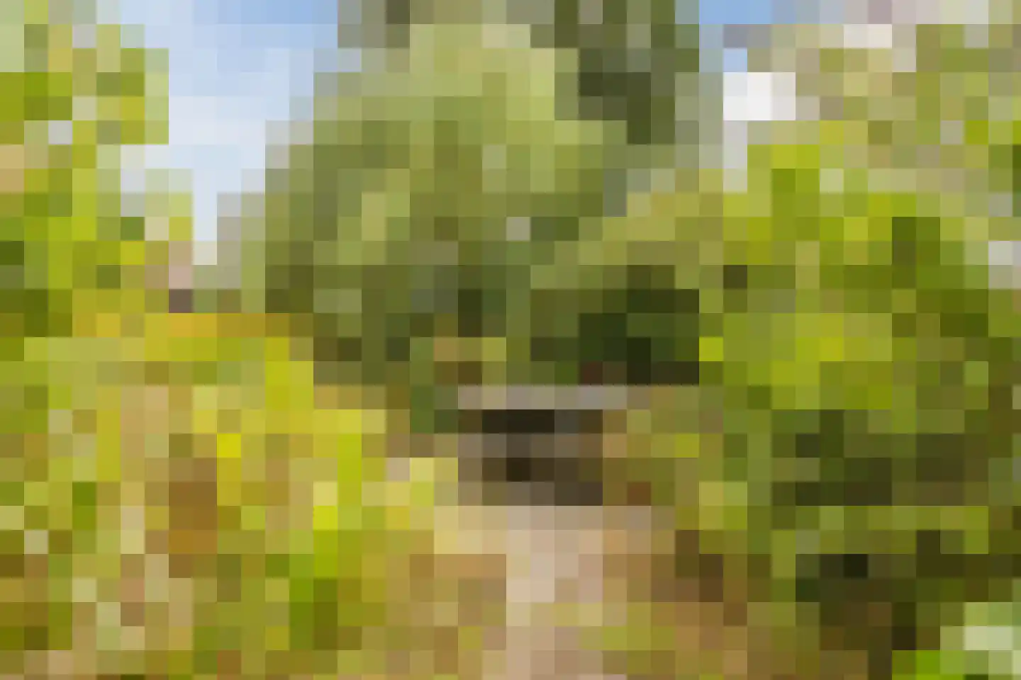 Modderwijk 5 Noordscheschut thumbnail 64