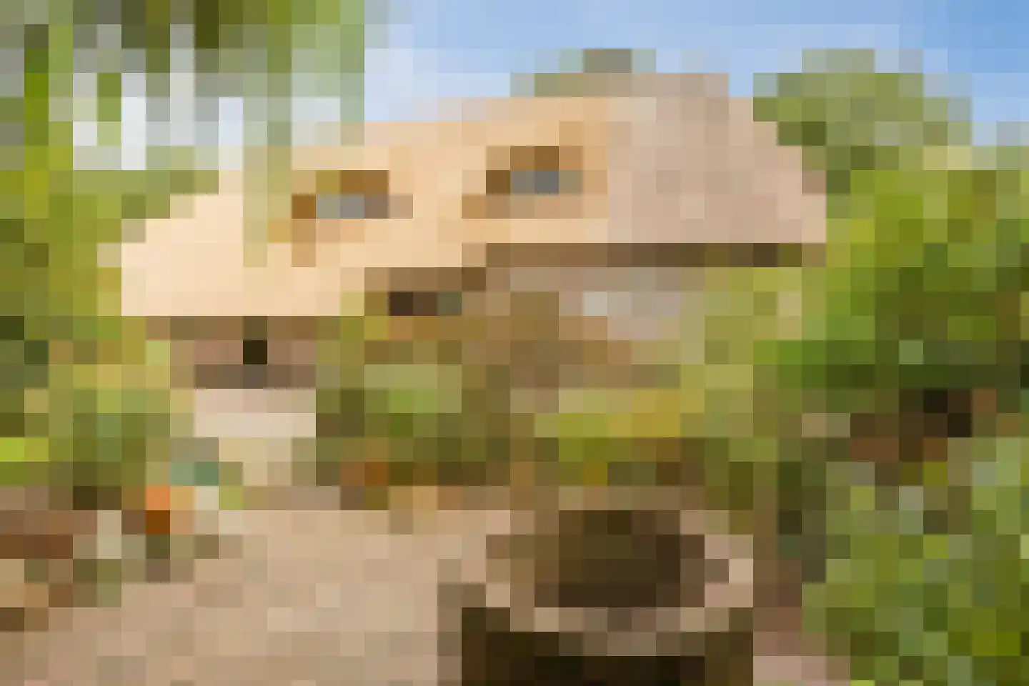 Modderwijk 5 Noordscheschut thumbnail 68