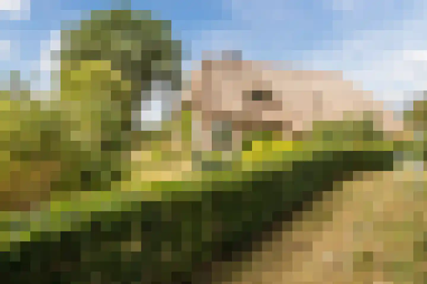 Modderwijk 5 Noordscheschut thumbnail 7