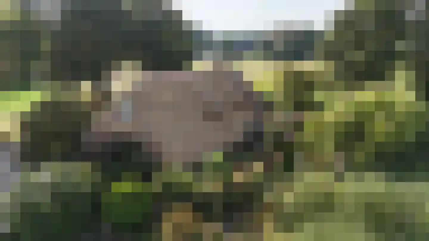 Modderwijk 5 Noordscheschut thumbnail 83