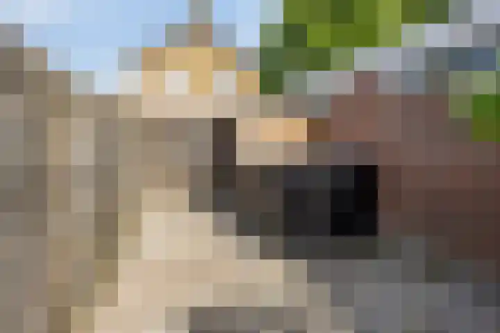 Moerasandijviestraat 20 Emmeloord thumbnail 34