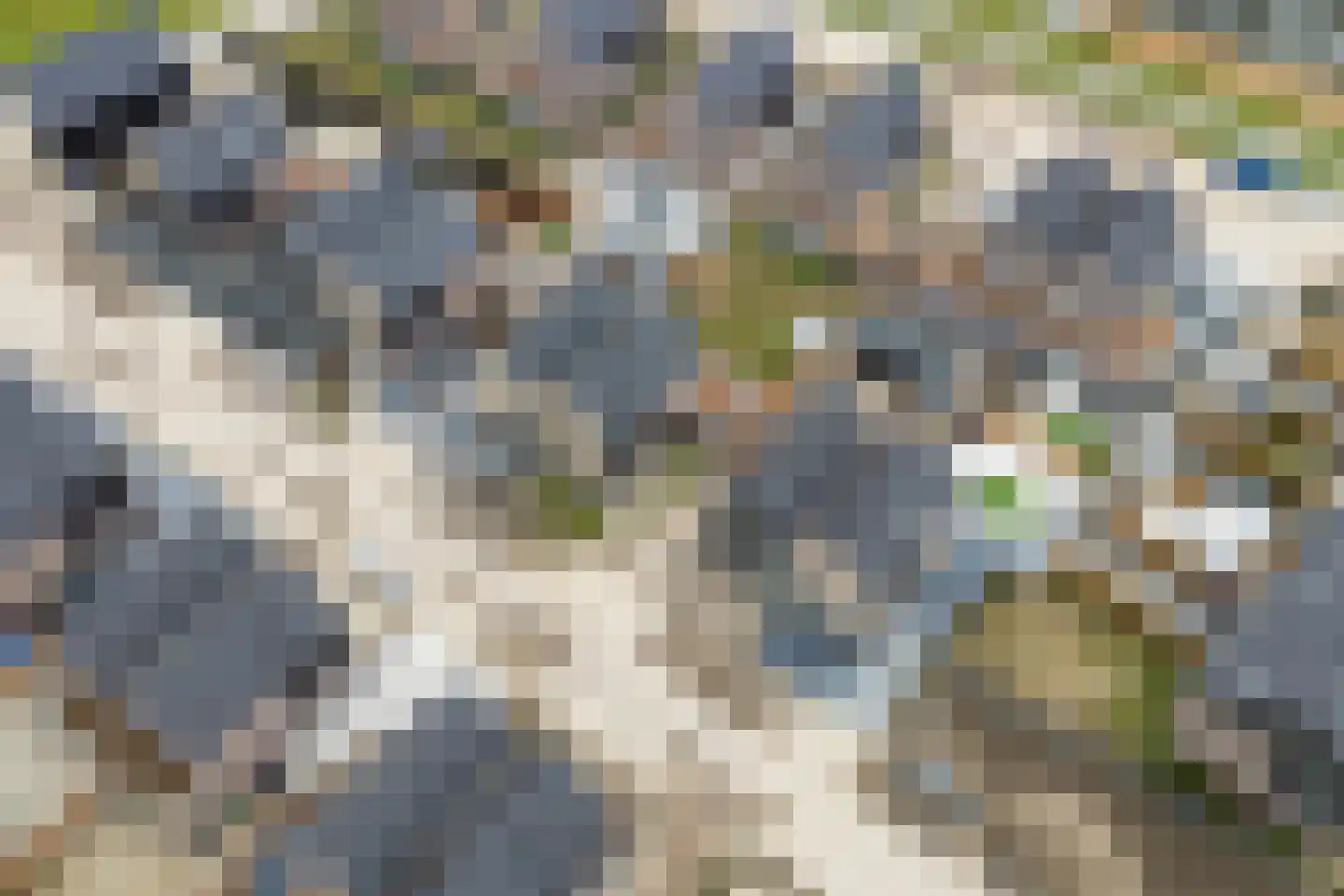 Moerasorchidee 13 Lelystad thumbnail 58