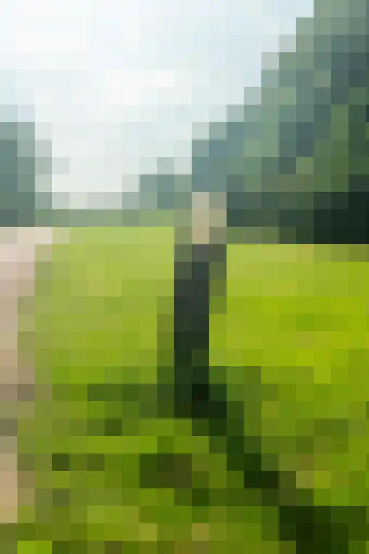 Moerasorchidee 19 Lelystad thumbnail 10