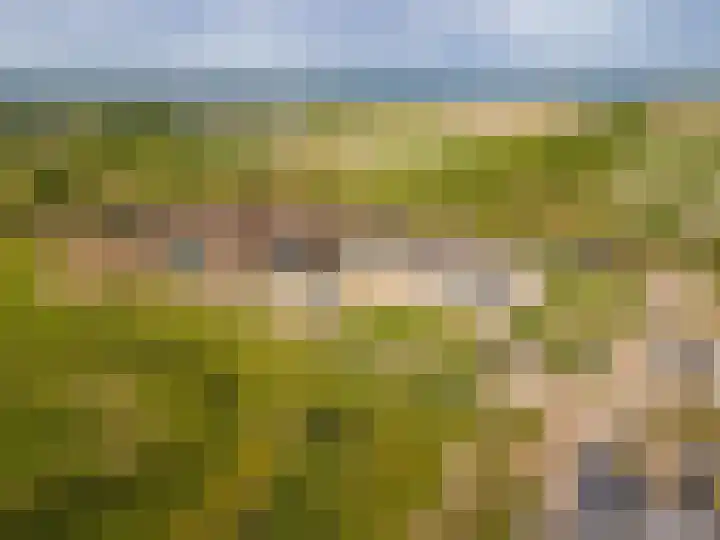 Moerasorchidee 19 Lelystad thumbnail 23