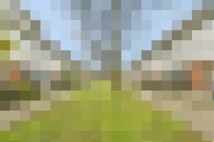 Moerasslak 20 Amersfoort thumbnail 7