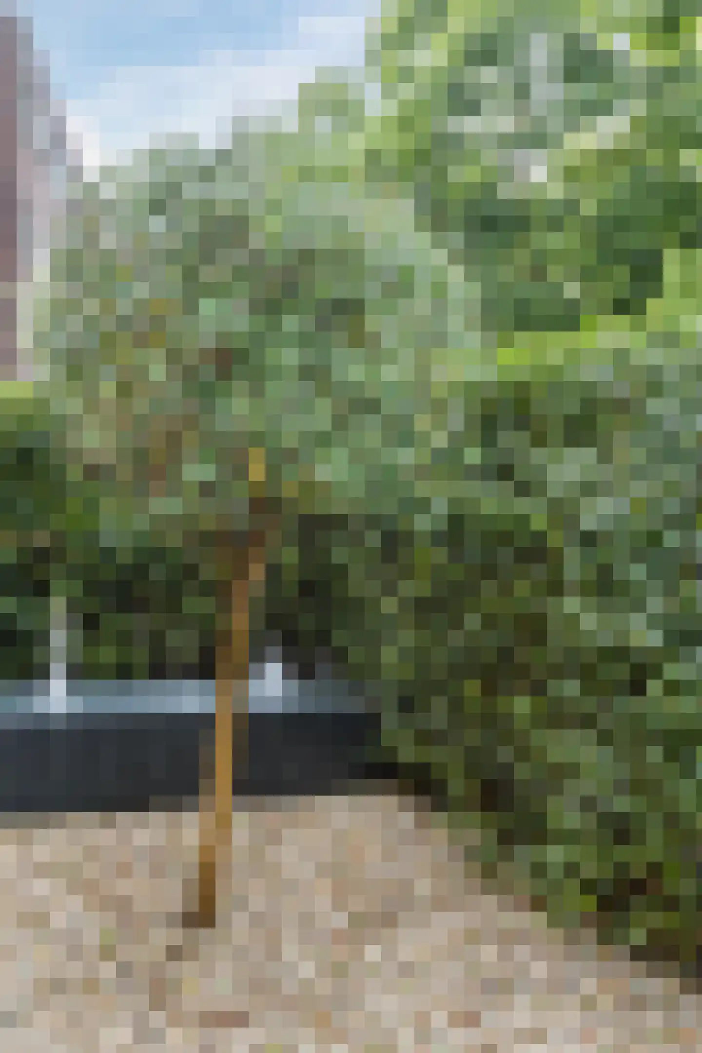 Moerasslak 25 Amersfoort thumbnail 40