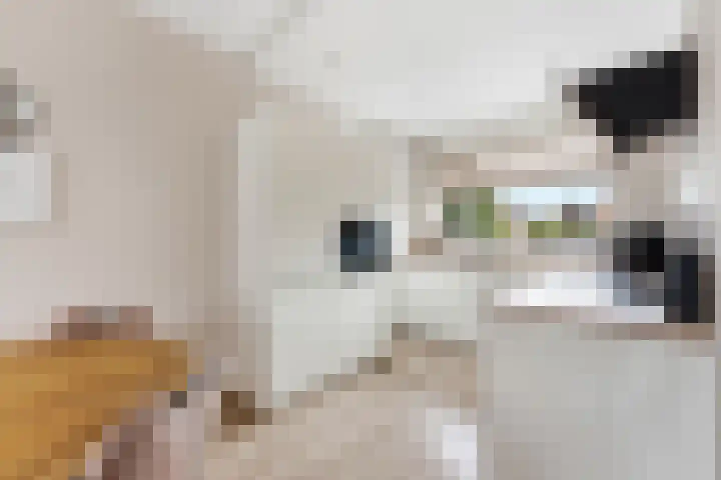 Moerasvaren 2 Hendrik-Ido-Ambacht thumbnail 11