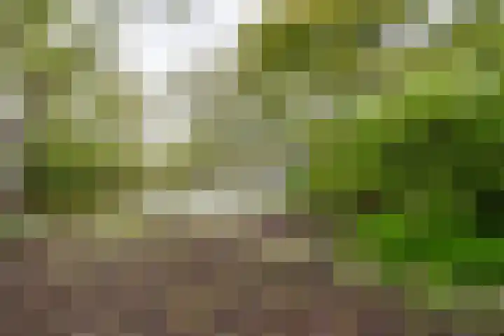 Moerasvaren 52 Purmerend thumbnail 33