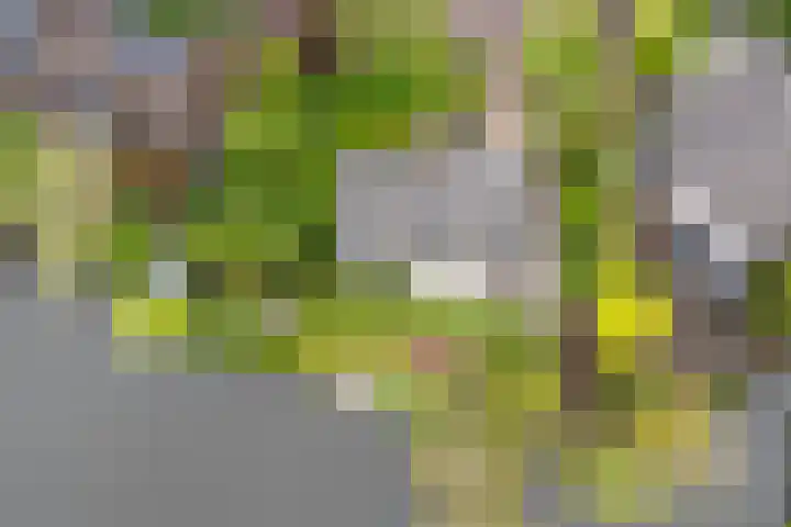 Moerasvaren 52 Purmerend thumbnail 4