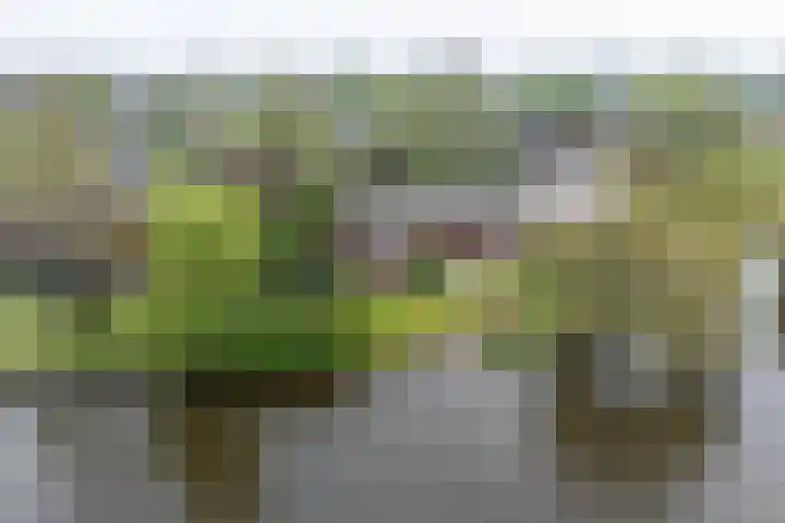 Moerasvaren 52 Purmerend thumbnail 5