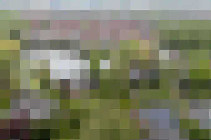 Moerasvaren 52 Purmerend thumbnail 6
