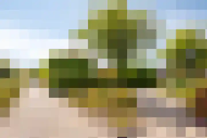 Moerasvaren 53 Bergschenhoek thumbnail 43