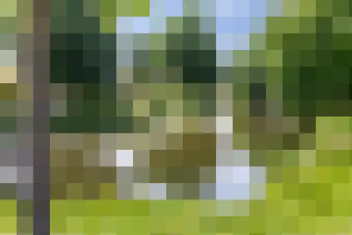 Moerasvaren 53 Bergschenhoek thumbnail 44