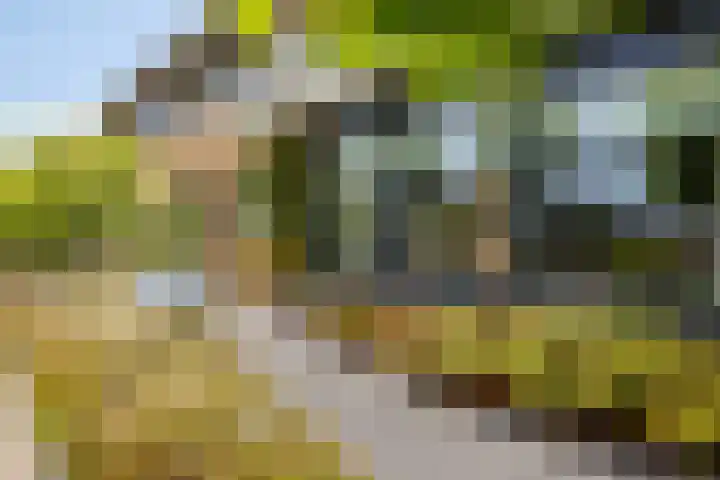 Moerasvaren 53 Bergschenhoek thumbnail 7