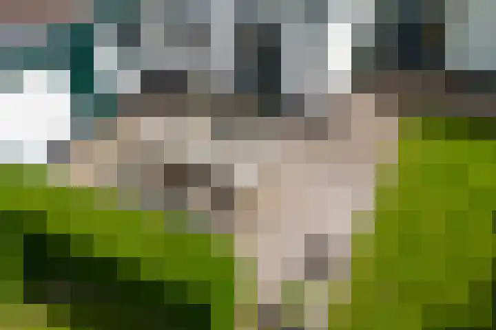 Moerbeek 3 't Veld thumbnail 67