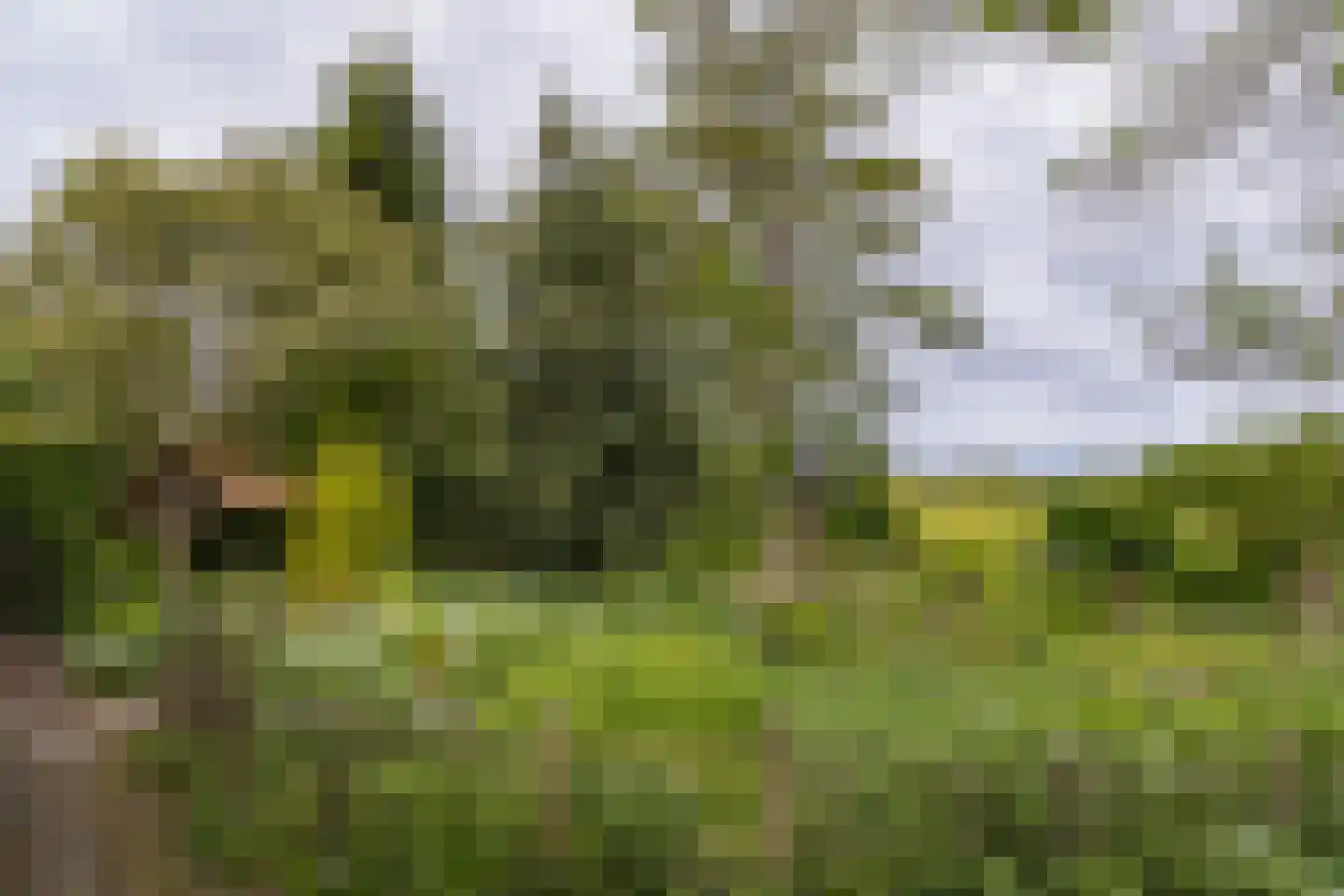 Moerbeek 31 Lutjewinkel thumbnail 19