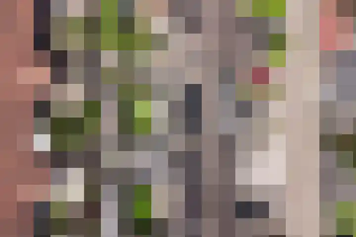 Moerbeibloesem 33 Doetinchem thumbnail 26