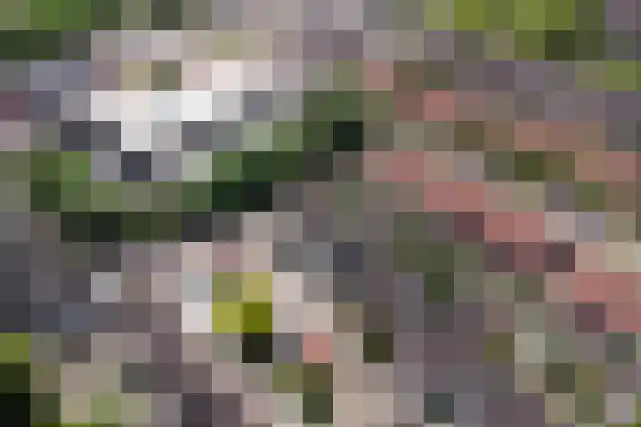 Moerbeibloesem 33 Doetinchem thumbnail 27