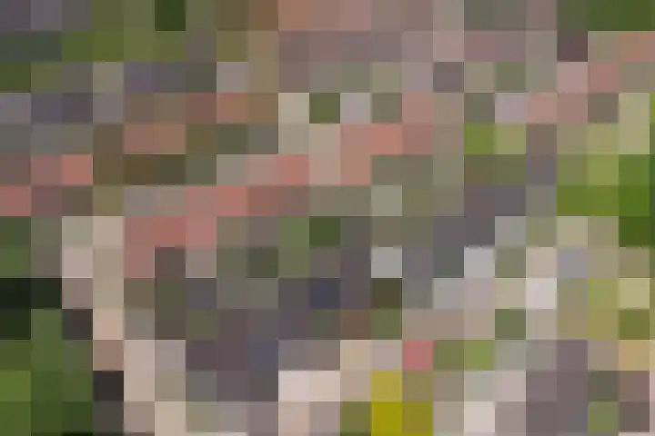 Moerbeibloesem 33 Doetinchem thumbnail 28