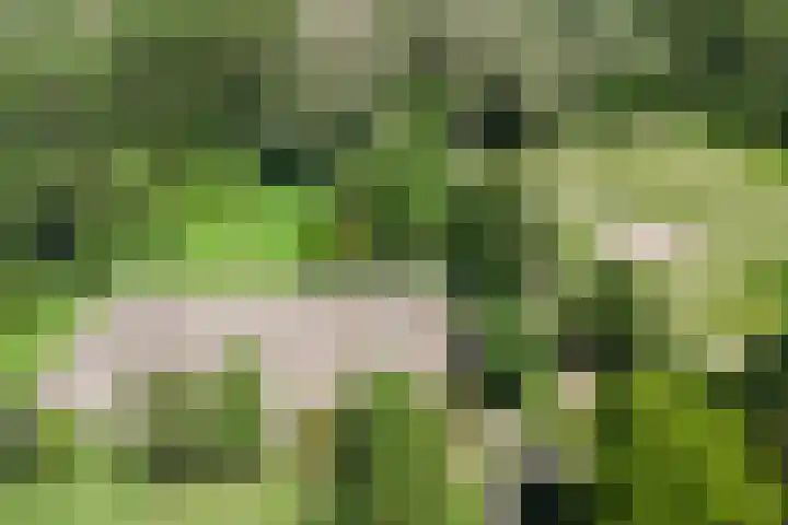Moerbeibloesem 33 Doetinchem thumbnail 30