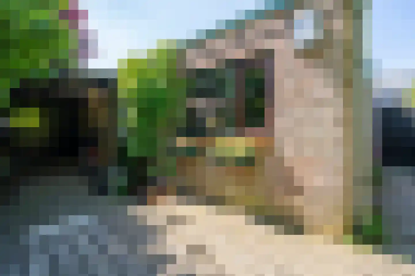 Moerbeiboom 10 Culemborg thumbnail 42