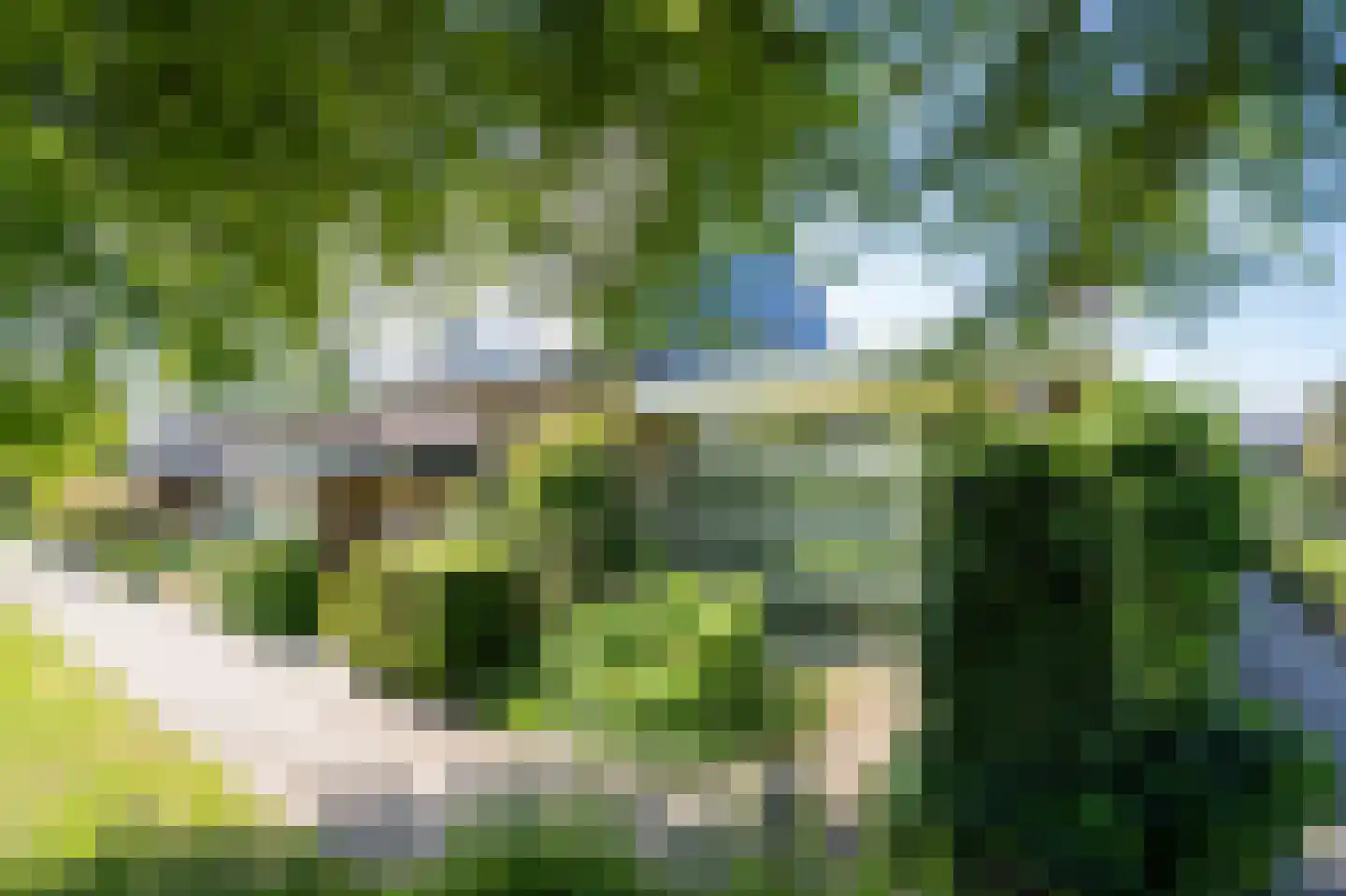 Moerbeiboom 10 Culemborg thumbnail 6