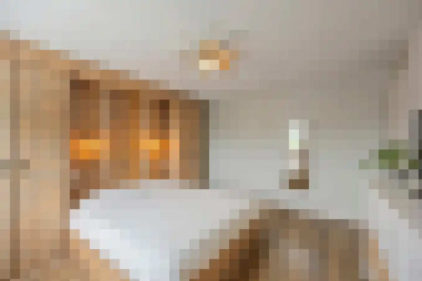 Moerbeistraat 3 Echt thumbnail 26