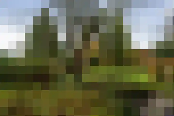Moerdijksestraat 41 Oudenbosch thumbnail 47