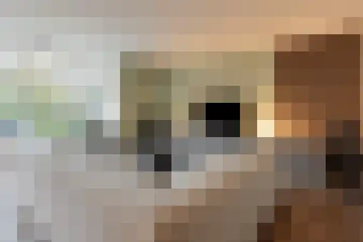 Moerschans 27 Veenendaal thumbnail 8