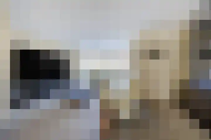 Moervaart 14 Rucphen thumbnail 6
