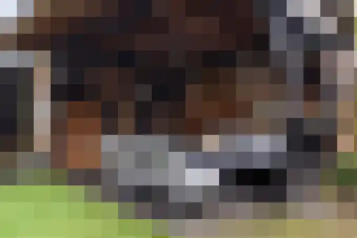 Moezel 69 Drachten thumbnail 26